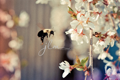 long island bees bumblebees garden photography 