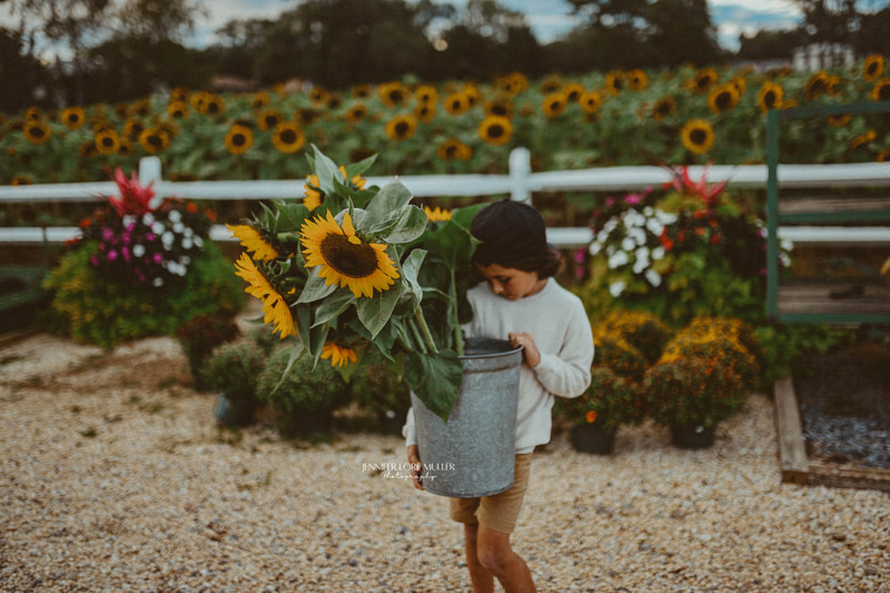 sunflower mini session on long island farm photography 
