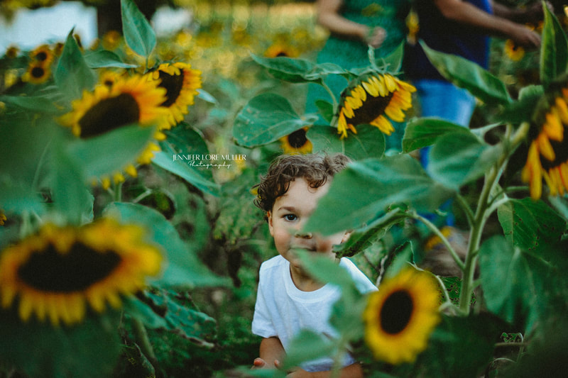 boy hiding in sunflowers on a long island farm fall mini session 